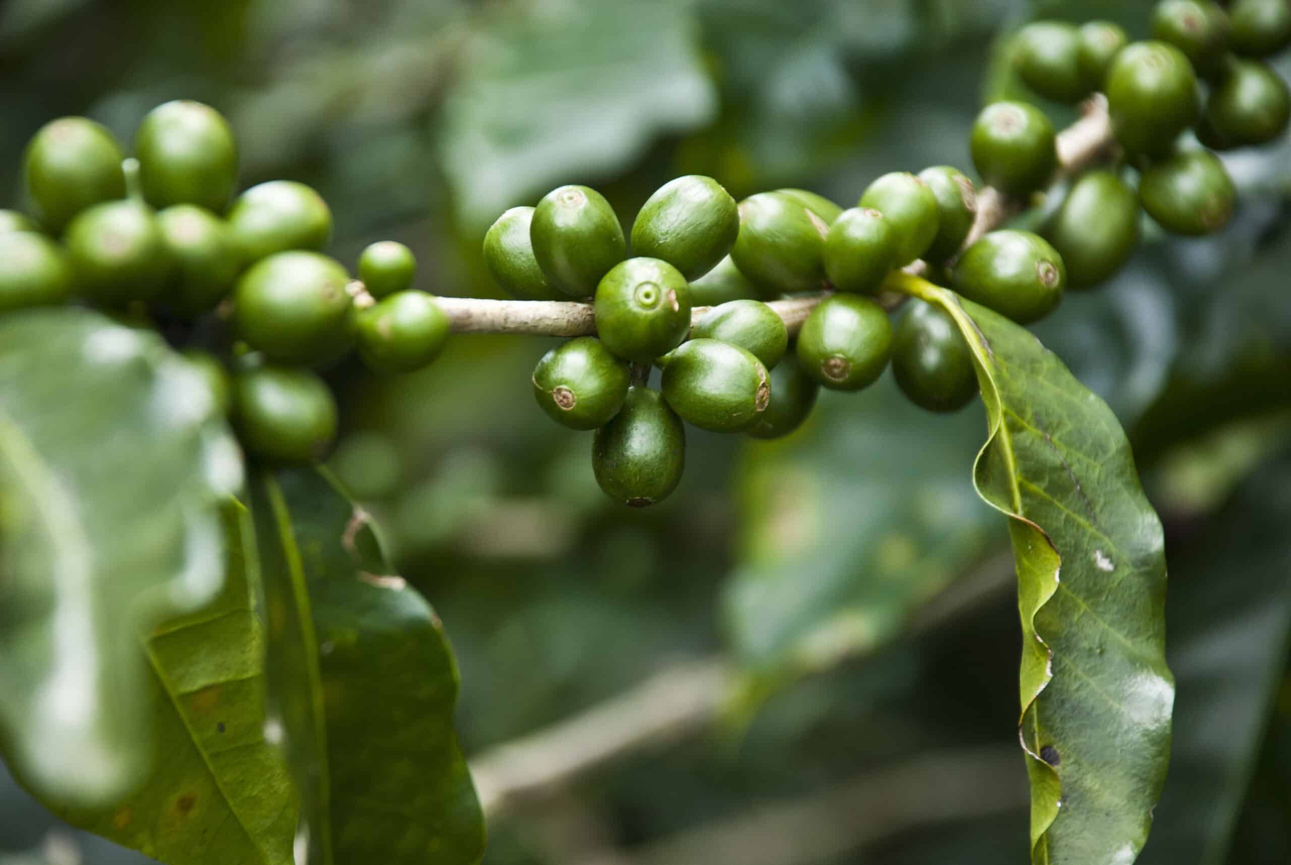 Grüner Kaffee Extrakt