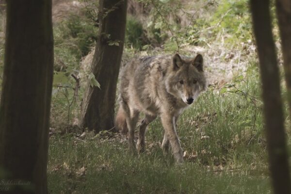 Wildtierschutz Deutschland: Kein günstiger Erhaltungszustand der Wolfspopulation feststellbar